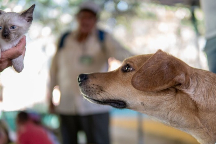 Abrigo da Prefeitura do Rio reúne 800 cães e gatos para adoção