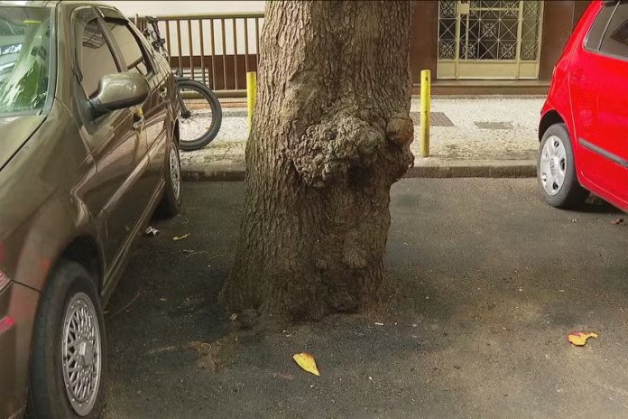Árvores cimentadas em Copacabana e no Flamengo geram denúncias