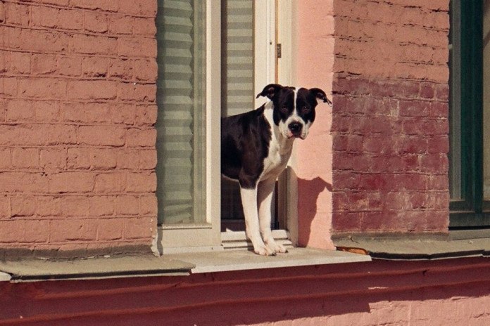Cachorro cai de janela no Flamengo e é salvo por moradores