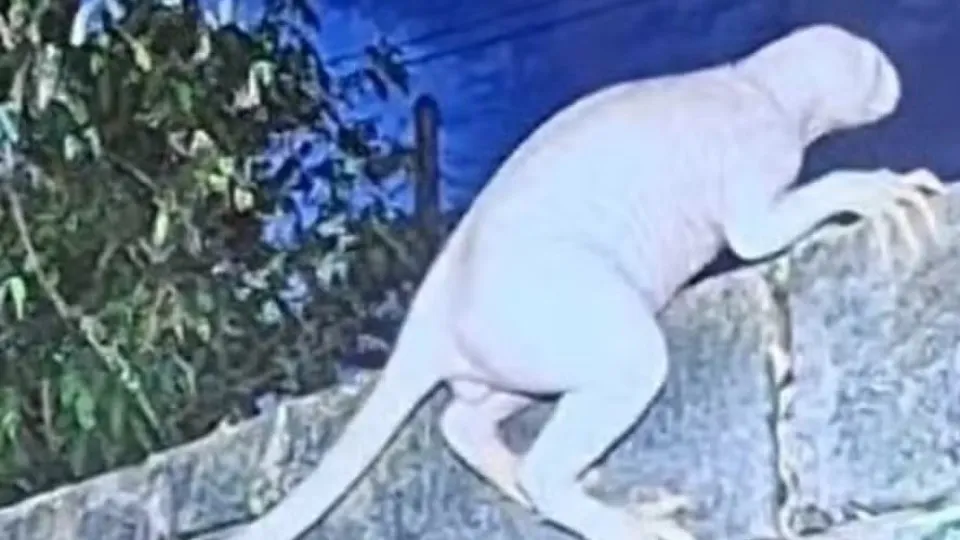 criatura misteriosa no México intriga moradores no Vale de Juárez
