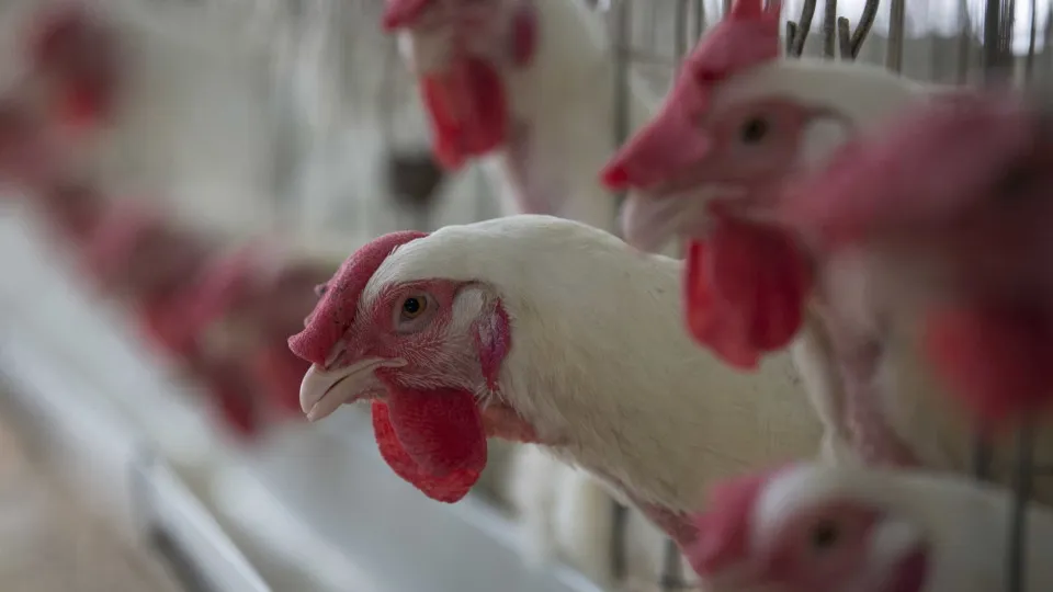 doença de Newcastle: frango segue seguro para consumo, diz Mapa