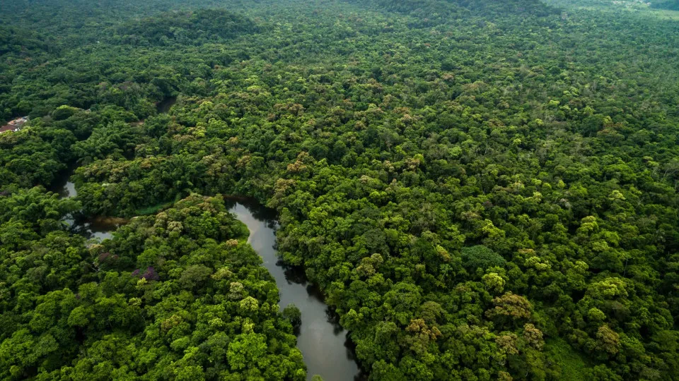Holanda anuncia US$ 500 milhões para fundo de florestas