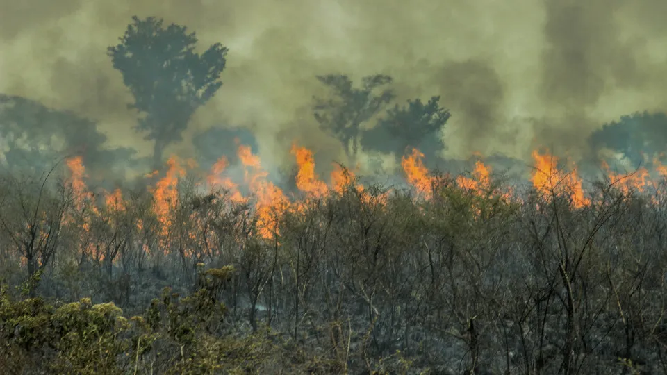 incêndio atinge apa de alter do chão, em santarém, no pará