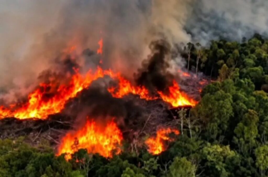 Incêndios no Amazonas: governo envia mais 5 aeronaves e reforça PF