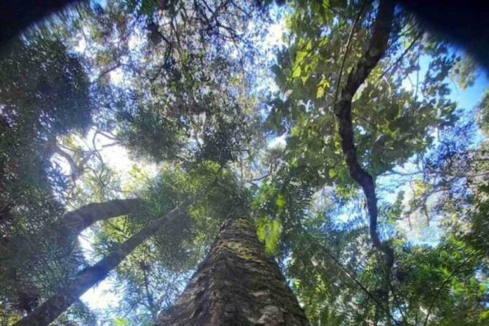Nova Friburgo ganha mais uma RPPN reconhecida pelo Inea