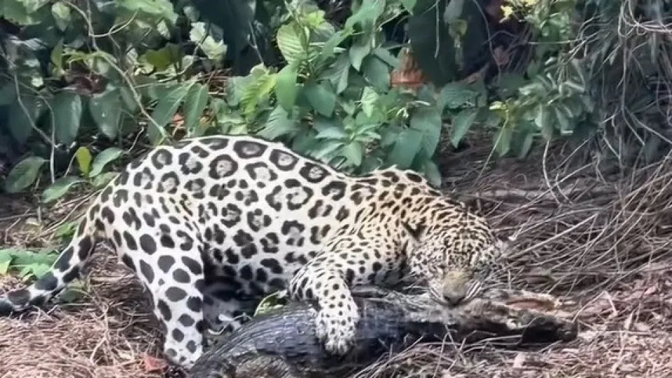 Onça-pintada ataca jacaré no Pantanal em vídeo de biólogo