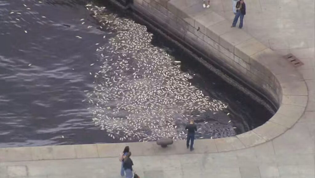 Peixes mortos na Baía de Guanabara mobilizam limpeza no Rio