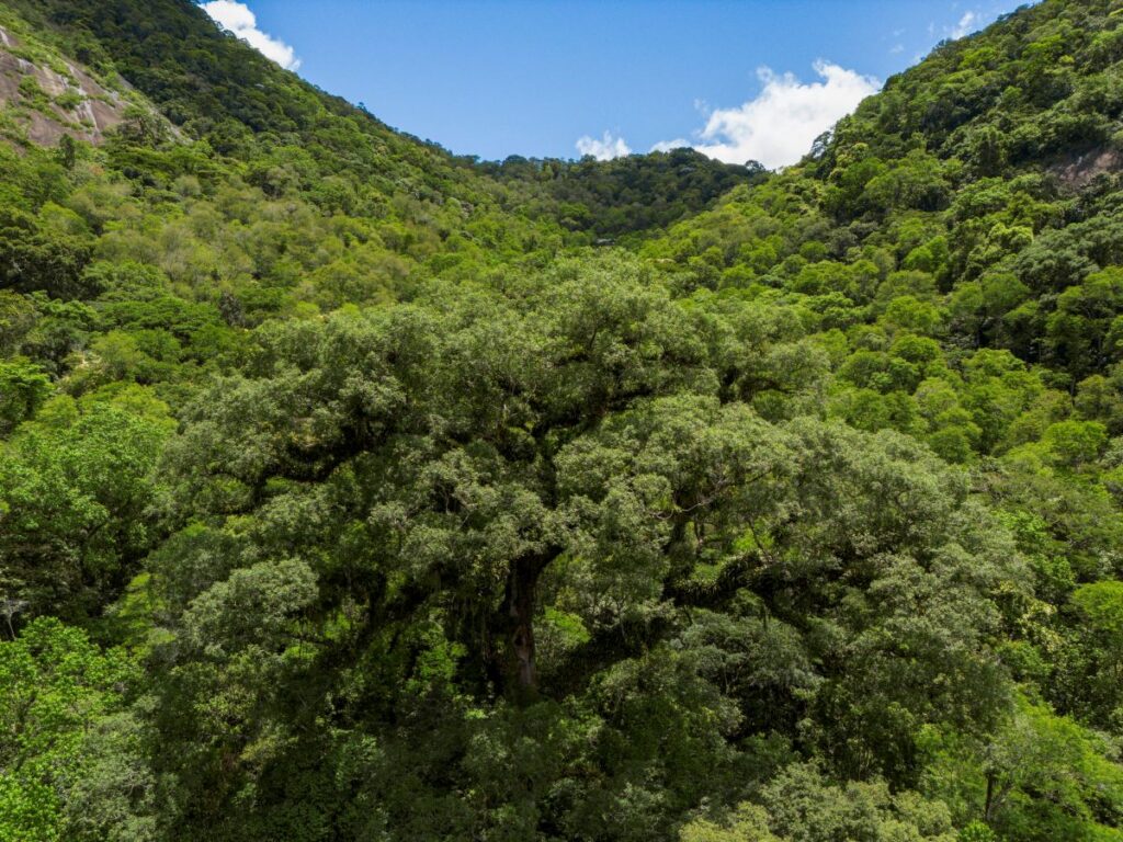 Projeto vai recuperar 6,6 mil hectares de Mata Atlântica no RJ