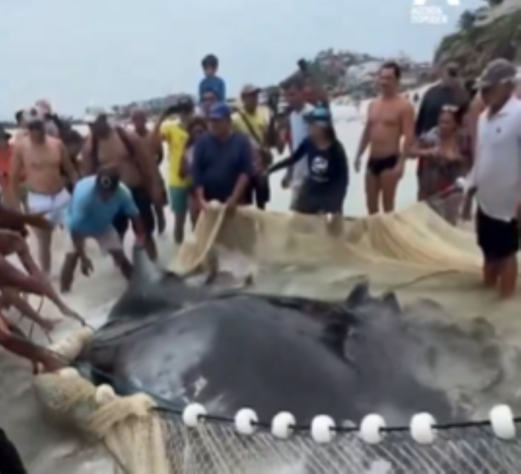 raia gigante mobiliza resgate em Arraial do Cabo