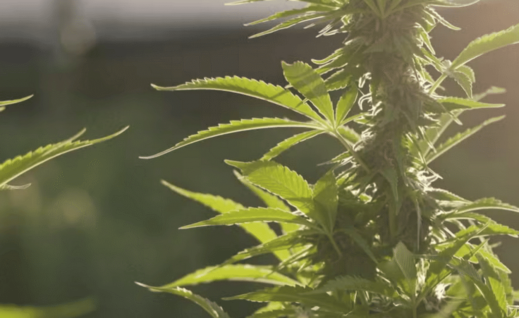 STJ decide que plano de saúde não cobre cannabis medicinal em casa