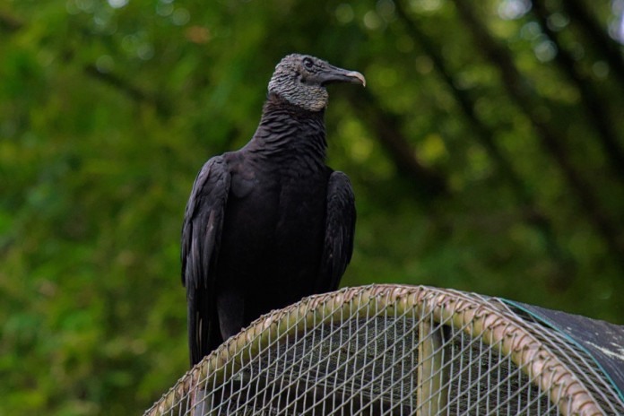 Urubu adotado na Tijuca vira mascote de loja no Rio